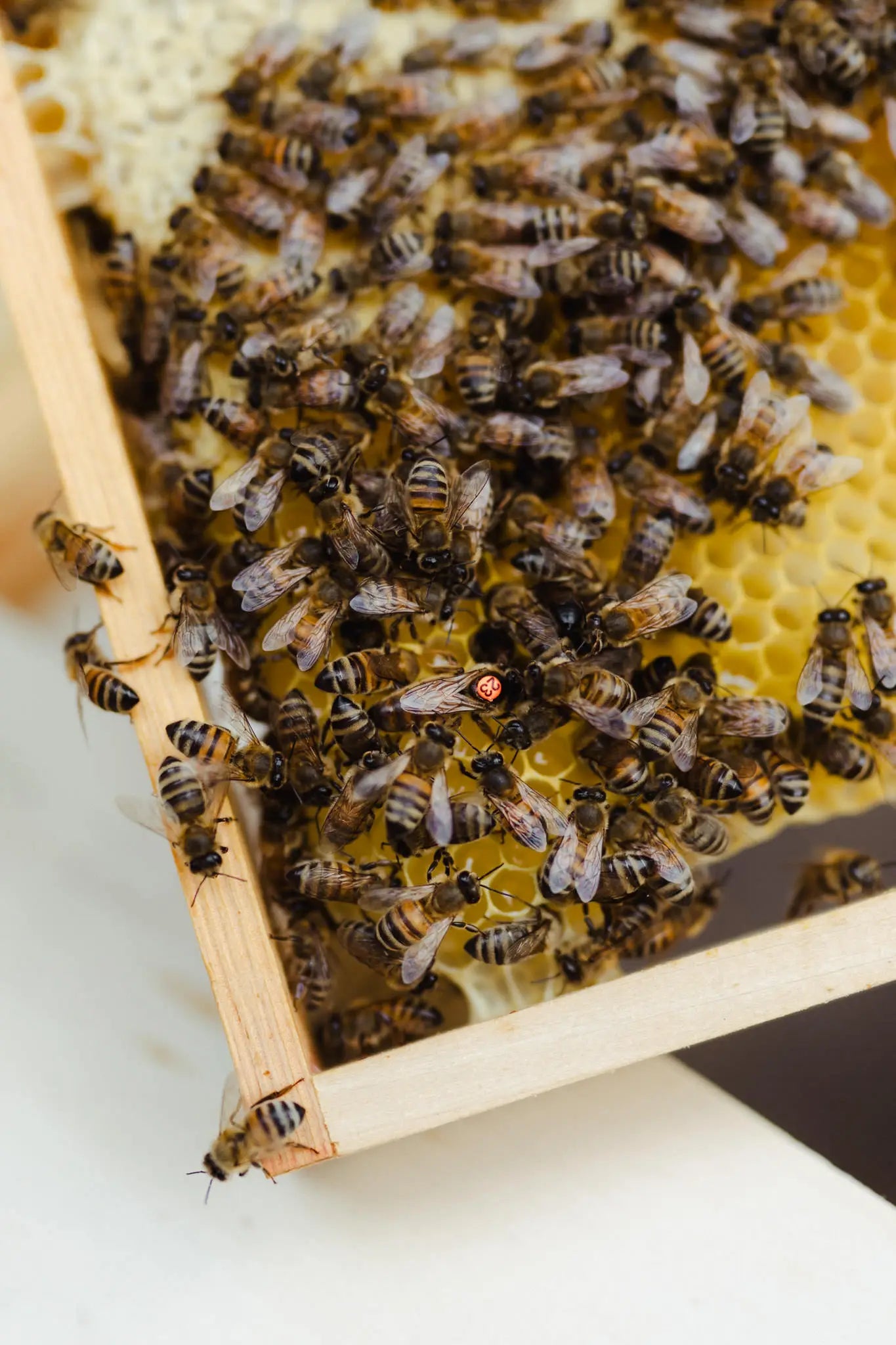 Einfach & praktisch zu eigenen Königinnen kommen