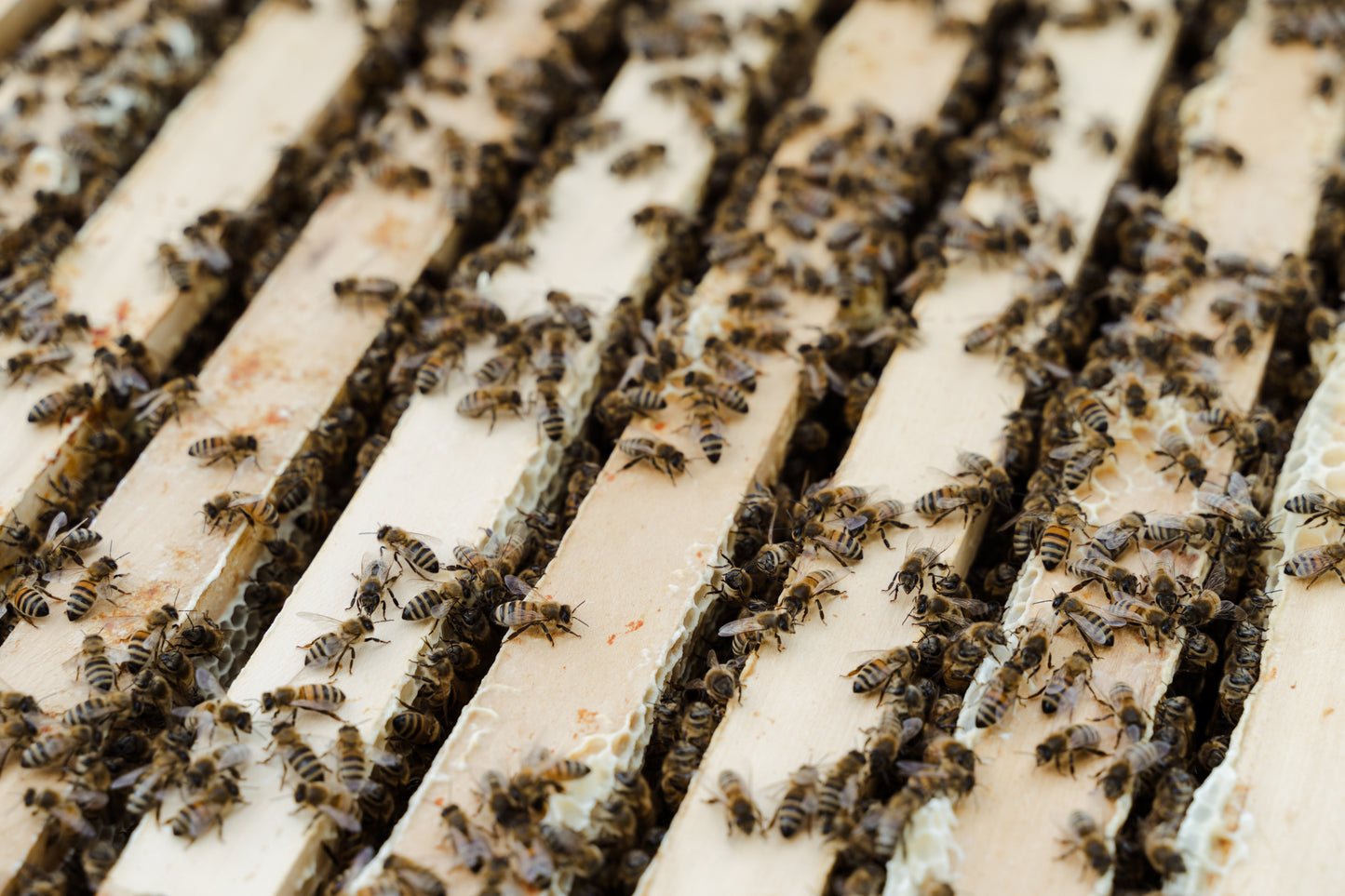 Vitale & gesunde Bienen durch Biotechnische Maßnahmen