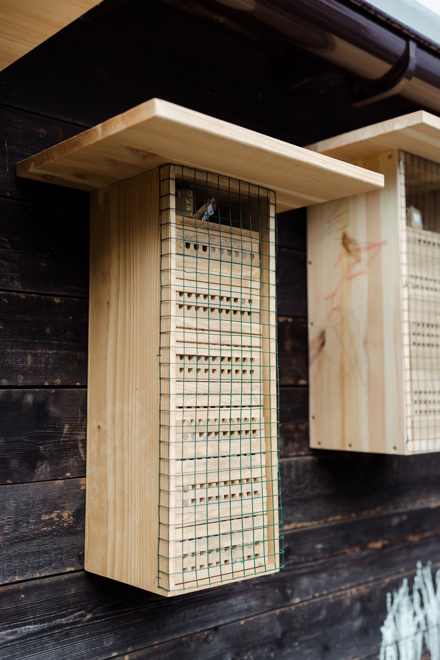 Bienenpatenschaft für Unternehmen & Vereine