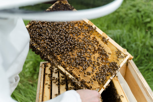 Vitale & gesunde Bienen durch Biotechnische Maßnahmen