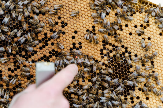 Einfach & praktisch zu eigenen Königinnen kommen