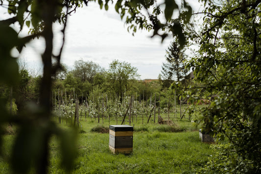 Wie kann Honig „bio“ sein?