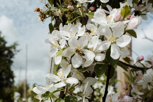 Wusstest du schon …? Spannende Fakten rund um Honig und Bienen