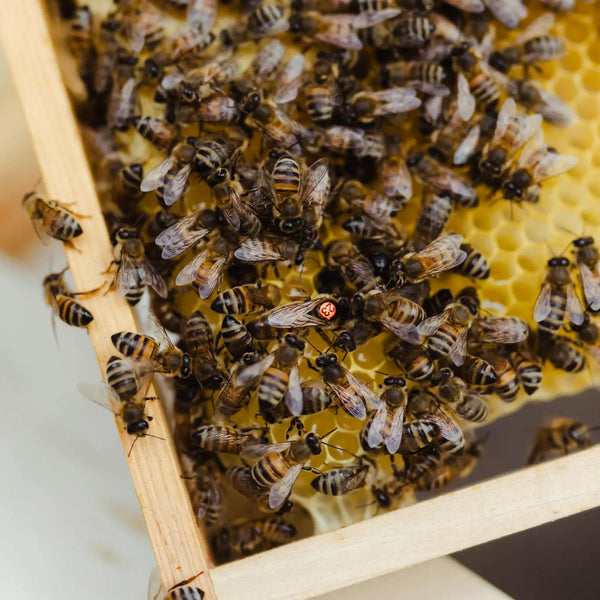 Einfach & praktisch zu eigenen Königinnen kommen