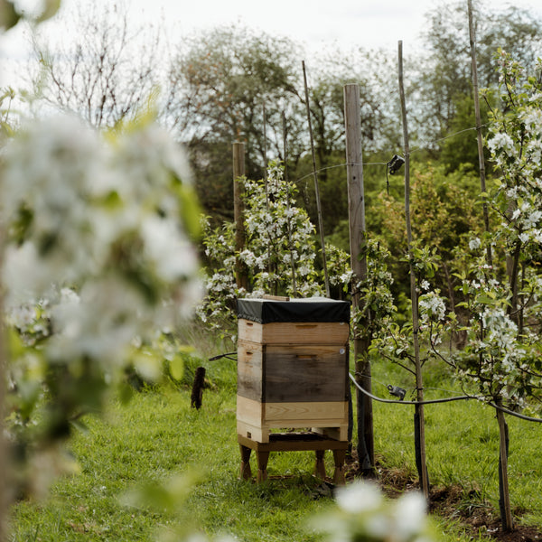 Bienenpatenschaft für Unternehmen & Vereine