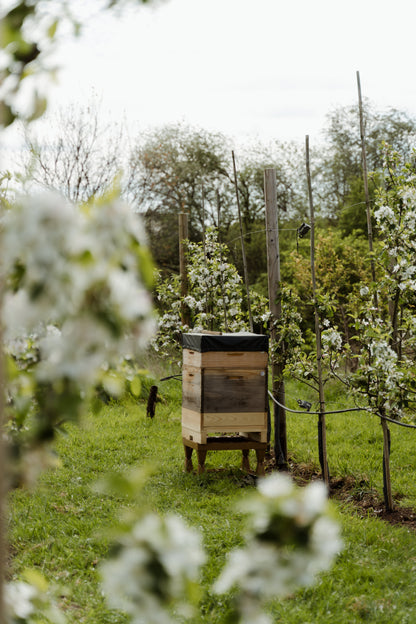 Bienenpatenschaft für Unternehmen & Vereine