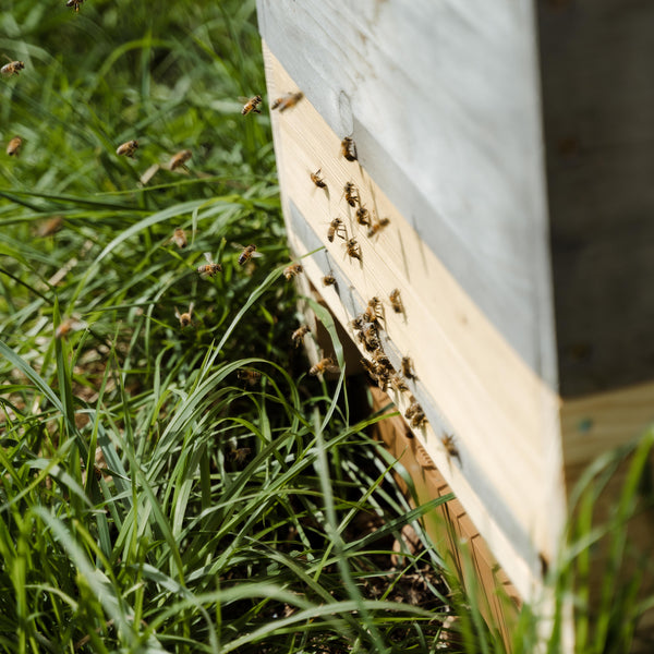 Bienenpatenschaft für Privatpersonen