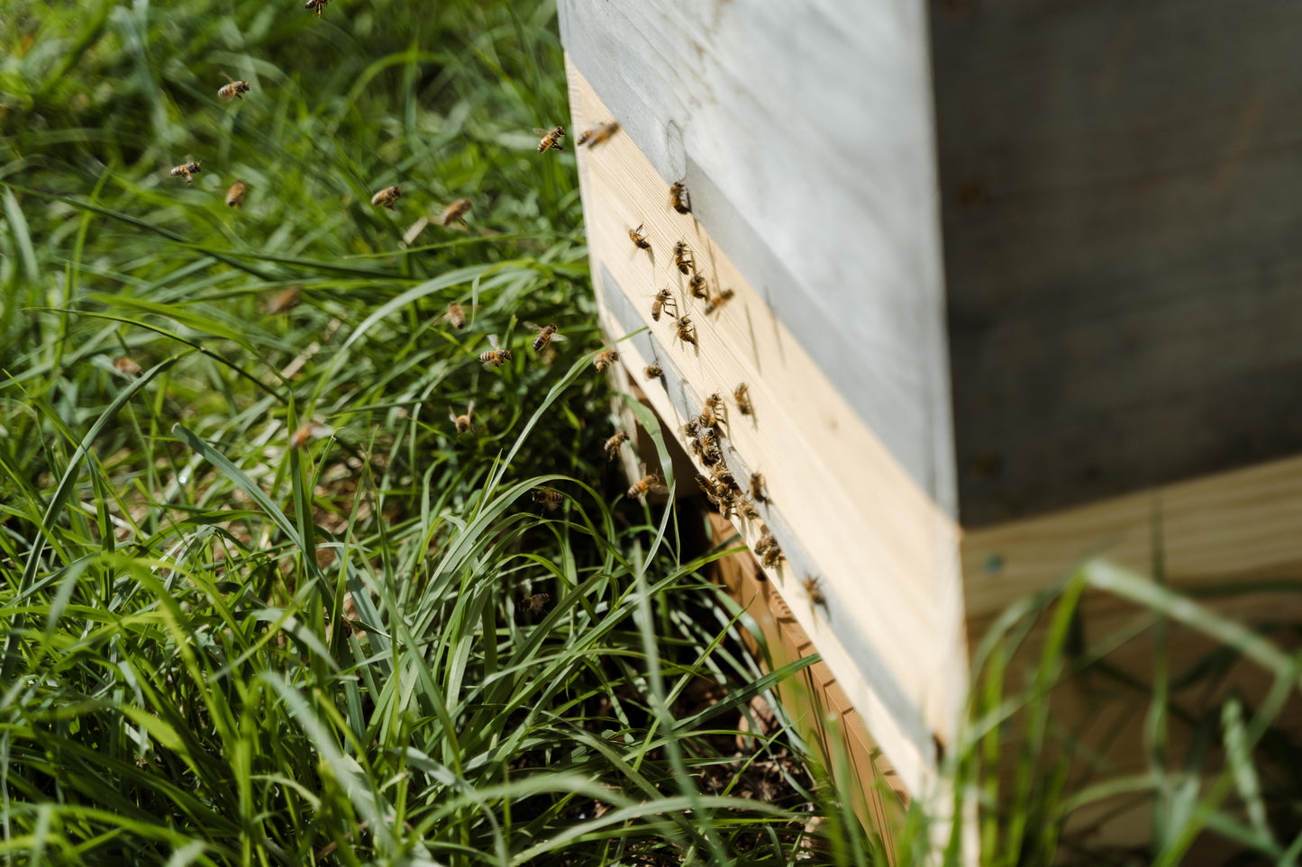 Bienenpatenschaft für Privatpersonen