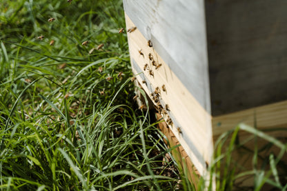 Bienenpatenschaft für Privatpersonen