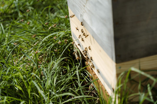 Bienenpatenschaft für Privatpersonen