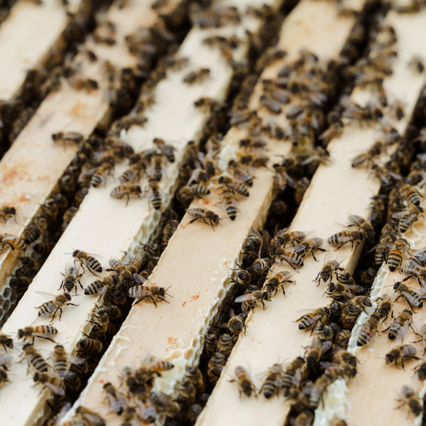 Vitale & gesunde Bienen durch Biotechnische Maßnahmen