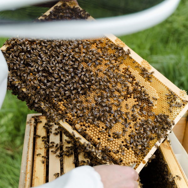Vitale & gesunde Bienen durch Biotechnische Maßnahmen