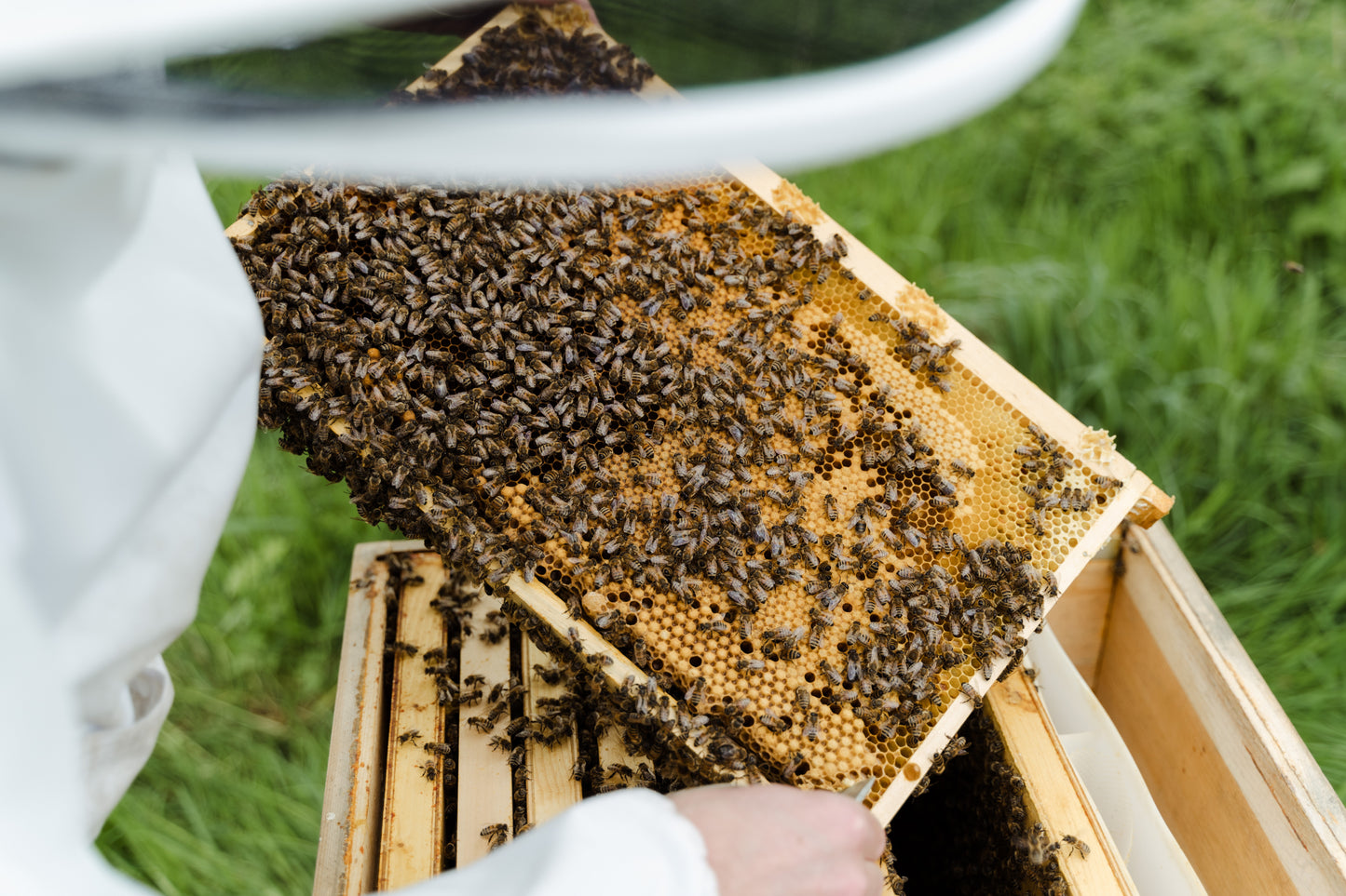 Vitale & gesunde Bienen durch Biotechnische Maßnahmen