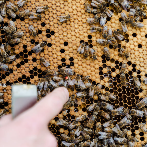 Vitale & gesunde Bienen durch Biotechnische Maßnahmen