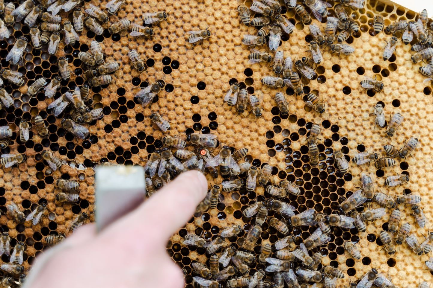 Vitale & gesunde Bienen durch Biotechnische Maßnahmen