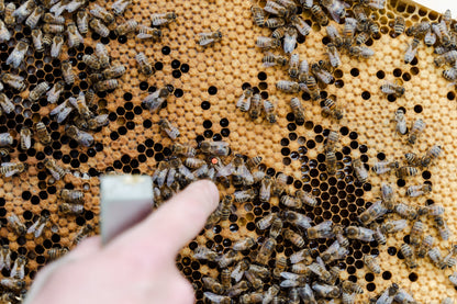 Vitale & gesunde Bienen durch Biotechnische Maßnahmen